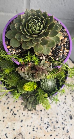 Otdoor plant