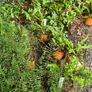 Tall Blue Campanula Plants Image 2
