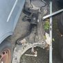 nissan primstar Image 2