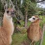 llamas Image 2