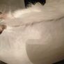 2 grey fur/fluffy cushions Image 2