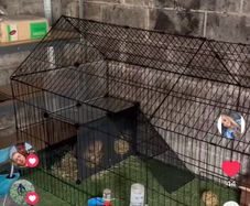 rabbit/ rabbit equipment