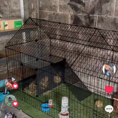 rabbit/ rabbit equipment