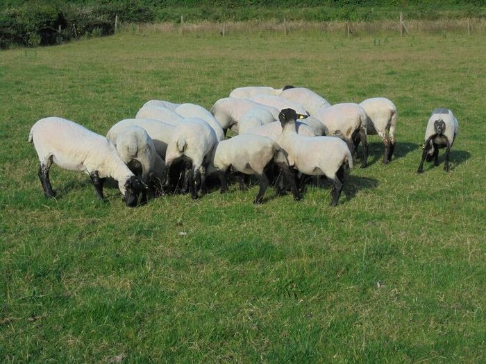 Hilltex  x Suffolk  Breeding Hoggets