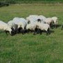 Hilltex  x Suffolk  Breeding Hoggets Image 5