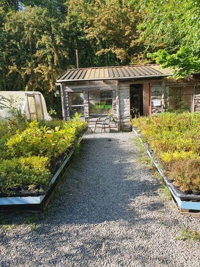 Plants, Flowering Shrubs, Grasses