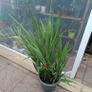 Large Lucifer Plant Image 6