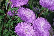 (A) Aster Krallen Karthauser seeds 0,5g (414734)