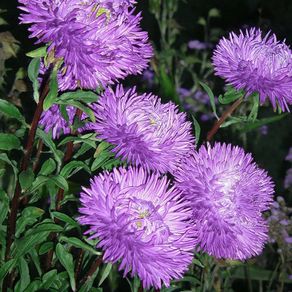 (A) Aster Krallen Karthauser seeds 0,5g (414734)