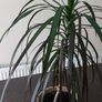 Dracaena marginata (Madagascar Dragon Tree) Image 3