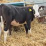Hereford and Simmental Heifers Image 7