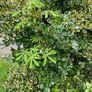 Small trees: Sycamore, Maple and Hawthorn Image 3