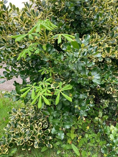 Small trees: Sycamore, Maple and Hawthorn