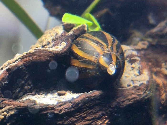 Zebra Nerite Snail for Fish Tank