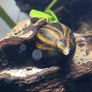 Zebra Nerite Snail for Fish Tank Image 5