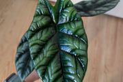 alicasia dragon scale young plant