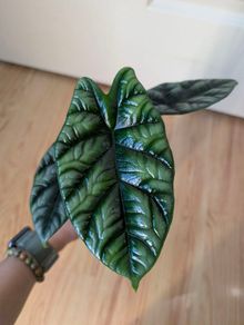 alicasia dragon scale young plant
