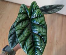 alicasia dragon scale young plant
