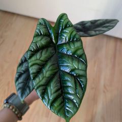 alocasia dragon scale young plant