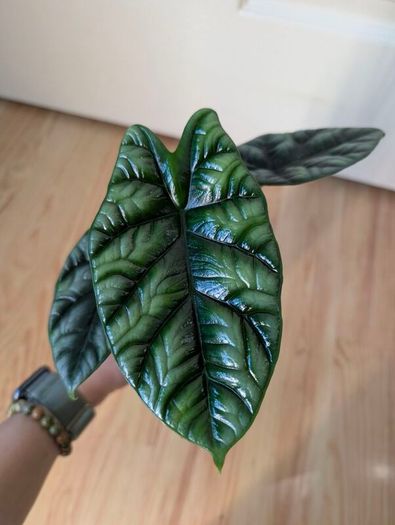 alicasia dragon scale young plant