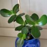 Jade plants. Money plants. Image 2