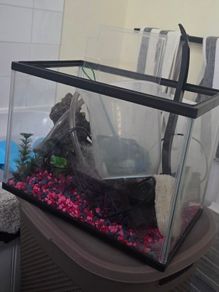 Fish tank with accessories