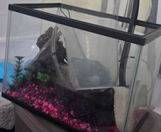 Fish tank with accessories