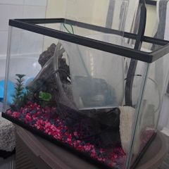 Fish tank with accessories