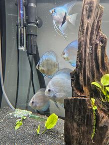 Fish tank n fish