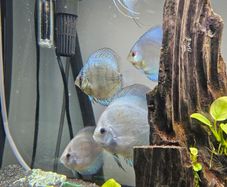 Fish tank n fish