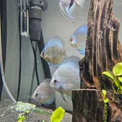 Fish tank n fish
