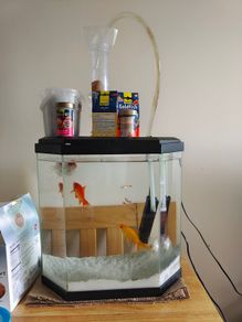 fish and aquarium