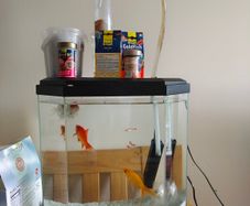 fish and aquarium