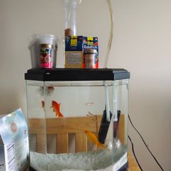 fish and aquarium