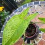Syngonium Mojito Mottled - house plant - indoor plant Image 5