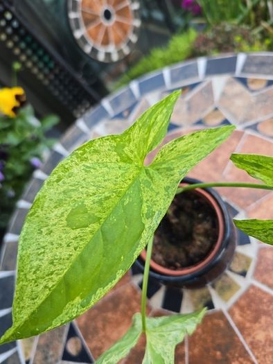 Syngonium Mojito Mottled - house plant - indoor plant