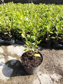 Griselinia Coastal Hedging