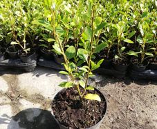 Griselinia Coastal Hedging