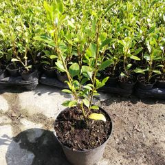 Griselinia Coastal Hedging