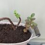 Jade plant Image 2