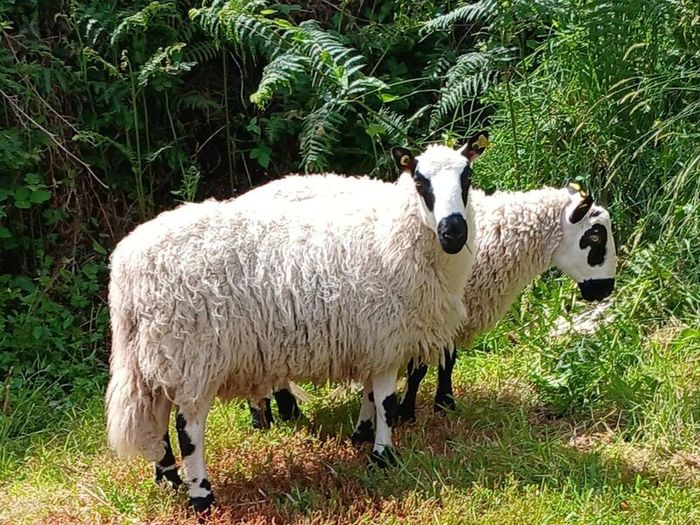 Excellent Kerryhill Hogget rams for sale