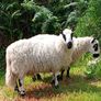 Excellent Kerryhill Hogget rams for sale Image 4