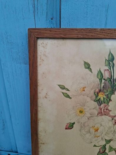2 x Vintage Botanical Prints