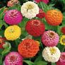(Z) Zinnia Liliput Formula seeds 1g (approx. 150 seeds) Image 2