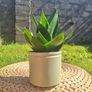 Healthy Sansevieria Hahnii in Pastel Green Pot Image 5