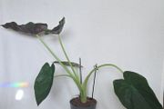 Alocasia
