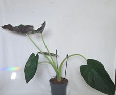 Alocasia