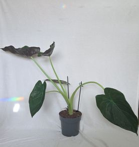 Alocasia