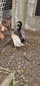 Ducks, Drakes, Ducklings