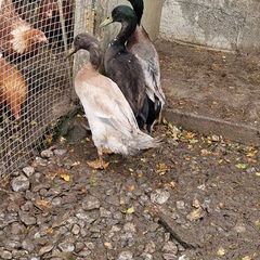Ducks, Drakes, Ducklings